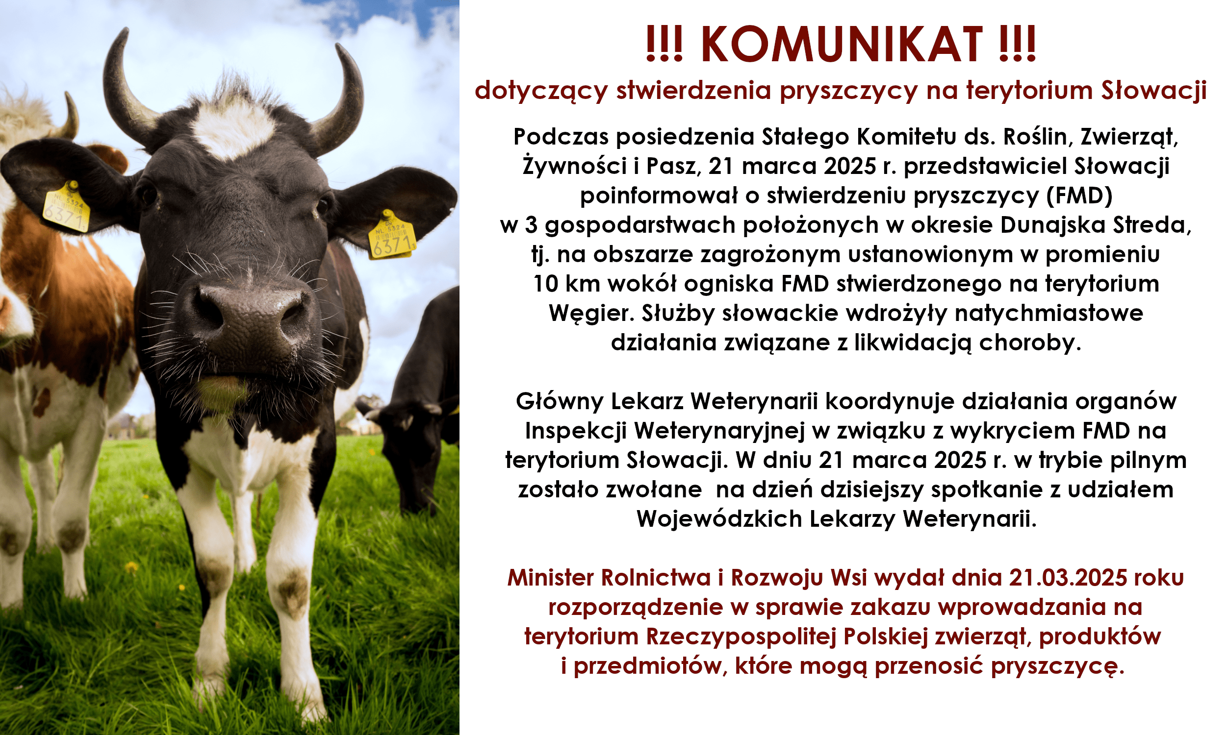 !!! KOMUNIKAT !!!  dotyczący stwierdzenia pryszczycy na terytorium Słowacji  Podczas posiedzenia Stałego Komitetu ds. Roślin, Zwierząt, Żywności i Pasz, 21 marca 2025 r. przedstawiciel Słowacji poinformował o stwierdzeniu pryszczycy (FMD) w 3 gospodarstwach położonych w okresie Dunajska Streda, tj. na obszarze zagrożonym ustanowionym w promieniu 10 km wokół ogniska FMD stwierdzonego na terytorium Węgier. Służby słowackie wdrożyły natychmiastowe działania związane z likwidacją choroby.  Główny Lekarz Weterynarii koordynuje działania organów Inspekcji Weterynaryjnej w związku z wykryciem FMD na terytorium Słowacji. W dniu 21 marca 2025 r. w tryble pilnym zostało zwołane na dzień dzisiejszy spotkanie z udziałem Wojewódzkich Lekarzy Weterynarii.  Minister Rolnictwa i Rozwoju Wsi wydał dnia 21.03.2025 roku rozporządzenie w sprawie zakazu wprowadzania na terytorium Rzeczypospolitej Polskiej zwierząt, produktów I przedmiotów, które mogą przenosić pryszczycę